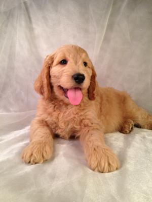 Red Male Goldendoodle Puppy for Sale in Iowa #2 DOB 8-1-14  Mixed breed puppies for only $750  Puppies for sale will be ready by the end of Sept. 2014
